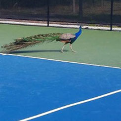 Tennis Peacock 